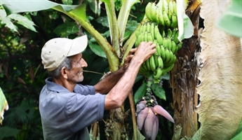 Señor con racimo de plátanos
