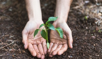 Manos sosteniendo una planta